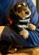 Dachshund Puppies for sale in Dover, OH, USA. price: $1,500