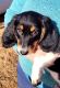 Dachshund Puppies for sale in Newcastle, Wyoming. price: $450