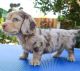 Dachshund Puppies for sale in Columbus, Ohio. price: $400