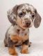 Dachshund Puppies for sale in Detroit, Michigan. price: $400