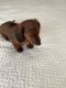 Dachshund Puppies for sale in White Cloud, Michigan. price: $700