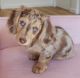 Dachshund Puppies for sale in Anaconda, Montana. price: $500