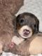 Dachshund Puppies for sale in Loveland, Colorado. price: NA