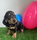 Dachshund Puppies for sale in Monroeville, Ohio. price: $900