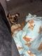 Dachshund Puppies for sale in Hickory, North Carolina. price: $1,000