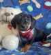 Dachshund Puppies for sale in Berrien Springs, MI 49103, USA. price: $400