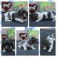 Dachshund Puppies for sale in Arlington, TX, USA. price: NA
