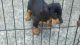 Dachshund Puppies for sale in Akron, OH, USA. price: $300