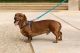 Dachshund Puppies for sale in Pune, Maharashtra, India. price: 20000 INR