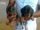 Dachshund Puppies for sale in Virar, Maharashtra 401303, India. price: 7000 INR