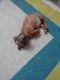 Dachshund Puppies for sale in Pune, Maharashtra, India. price: 4000 INR