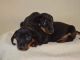 Dachshund Puppies for sale in Delvinë District, Albania. price: 250 ALL