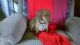 Dachshund Puppies for sale in Woodville, TX 75979, USA. price: NA
