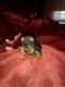 Dachshund Puppies for sale in Northglenn, CO, USA. price: NA
