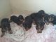Dachshund Puppies for sale in Pune, Maharashtra, India. price: 8000 INR