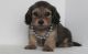 Dachshund Puppies for sale in Brattleboro, VT 05301, USA. price: NA