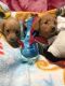 Dachshund Puppies for sale in 101 Opal Dr, Riverton, WY 82501, USA. price: $750