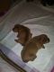 Dachshund Puppies for sale in Pleasanton, TX 78064, USA. price: NA