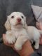 Dachshund Puppies for sale in Northglenn, CO, USA. price: NA