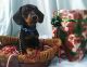 Dachshund Puppies for sale in Deltona, FL 32738, USA. price: NA