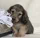 Dachshund Puppies for sale in Crystal, MI 48818, USA. price: $1,500