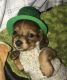 Dachshund Puppies for sale in Akron, OH, USA. price: $1,250