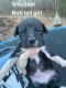 Dalmador Puppies for sale in Soddy-Daisy, TN, USA. price: NA