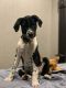 Dalmador Puppies for sale in Mt Pleasant, TX 75455, USA. price: NA
