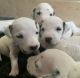 Dalmatian Puppies for sale in Dillsburg, PA 17019, USA. price: $1,500