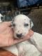 Dalmatian Puppies for sale in Dillsburg, PA 17019, USA. price: $1,700