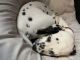 Dalmatian Puppies for sale in Plymouth, PA, USA. price: $1,000