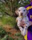 Dalmatian Puppies for sale in Duluth, GA, USA. price: NA