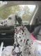 Dalmatian Puppies for sale in Columbus, OH, USA. price: $400