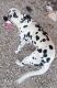 Dalmatian Puppies for sale in San Antonio, TX 78228, USA. price: NA