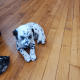 Dalmatian Puppies for sale in Maple Heights, OH, USA. price: $650