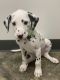Dalmatian Puppies for sale in Denver, CO, USA. price: $1,000