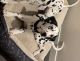 Dalmatian Puppies for sale in Denver, CO, USA. price: $800