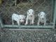 Dalmatian Puppies for sale in TX-1604 Loop, San Antonio, TX, USA. price: NA