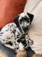 Dalmatian Puppies for sale in Torrington, CT, USA. price: NA