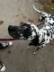 Dalmatian Puppies for sale in Akron, OH, USA. price: $800