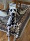 Dalmatian Puppies for sale in Cincinnati, OH, USA. price: $2,000