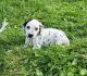 Dalmatian Puppies for sale in Sugarcreek, OH 44681, USA. price: $499