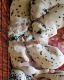 Dalmatian Puppies for sale in Amarillo, TX, USA. price: $600
