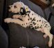 Dalmatian Puppies for sale in Black River Falls, Wisconsin. price: $800