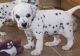 Dalmatian Puppies for sale in Central, South Carolina. price: $400