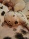 Dalmatian Puppies for sale in Brooksville, Florida. price: $2,000