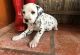 Dalmatian Puppies for sale in Jacksonville, Florida. price: $400