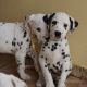 Dalmatian Puppies for sale in Central, South Carolina. price: $500