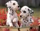 Dalmatian Puppies for sale in Bakersfield, California. price: $500