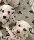Dalmatian Puppies for sale in Indianapolis, Indiana. price: $2,000